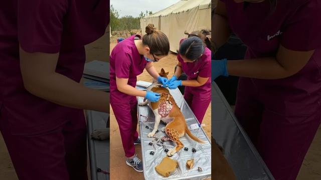 What Happened to This Basenji Dog p40 #shorts #dog #barnacles #animals