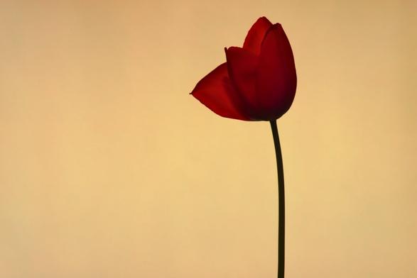 A photograph of a lone red tulip in warm yellow light.