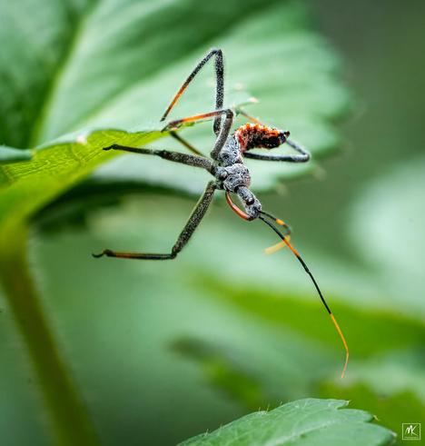 Color macro photo of a wheel bug nymph crawling on the edge of a strawberry leaf.
