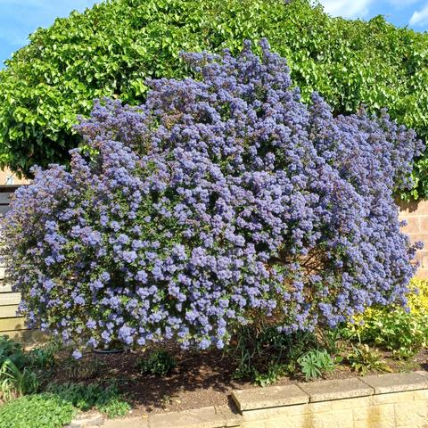 Large ceanothus shrub covered in blue blossom in front of a wall of vibrant green ivy.