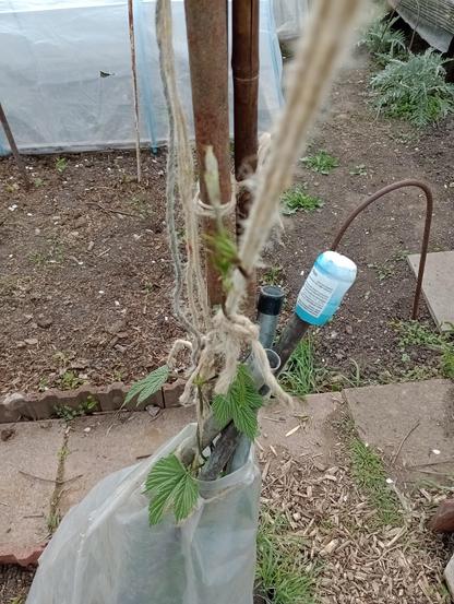 Slightly blurry picture of the top of the longest hop
