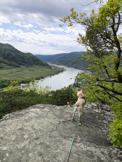Ein Hund steht auf einem Felsen und sieht ins Tal hinab. Dort sieht man einen großen Fluss und Weingärten.
