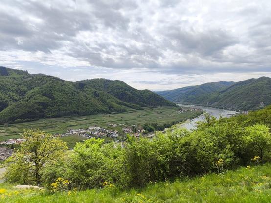 Im Vordergrund eine bunte Blumenwiese, dahinter Büsche und Bäume. Im Tal unten ein großer Fluss und einige Ortschaften und Weingärten.