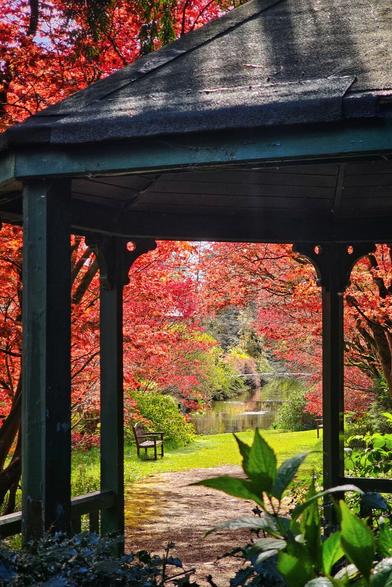 A view from inside a dark green gazebo looking out at a vibrant spring scene featuring a Japanese red maple with bright red leaves, green grass, a stone path, and a glimpse of a river in the distance. A lone wooden bench sits on the grass to the left.