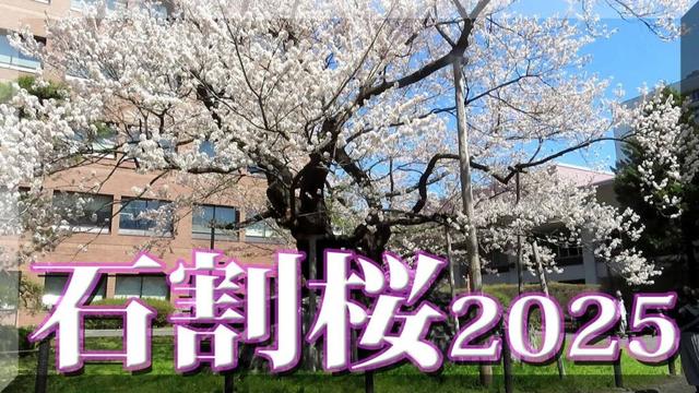 石割桜 2025 / 岩手県盛岡市