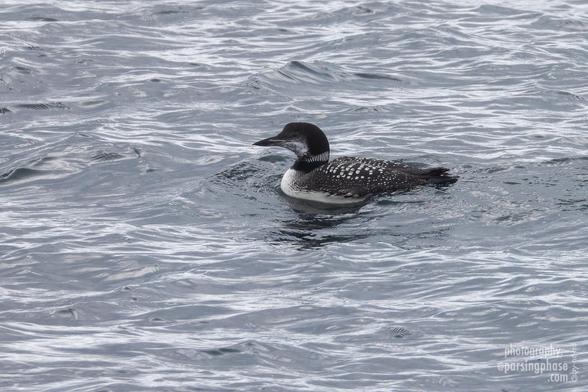 Dark in the spots and stripes of its striking winter plumage, a black-and-white seabird floats in the gentle waves of a wintry sea.