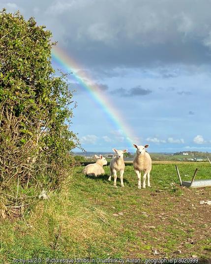 A field with a hedge on the left.  In the foreground are three lambs, in bright sunshine.  Behind them a rainbow under a black cloud.