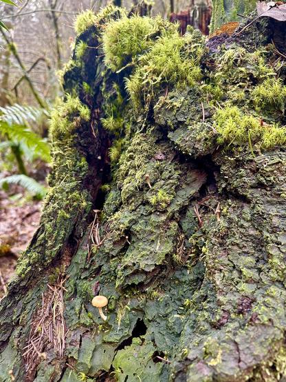 A very large old tree stump is stained dark green by moss, and its upper crest also has a puffy and fuzzy sort of moss growing over the top. Near the base, a solitary little mushroom sprouts out.