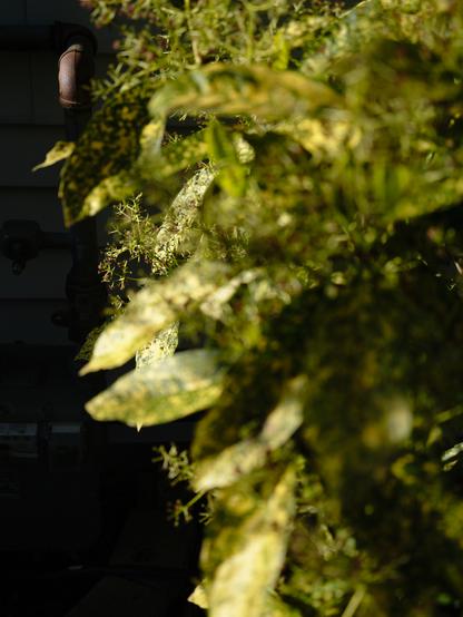 A pipe in focus with a lot of greenery around it out of focus.