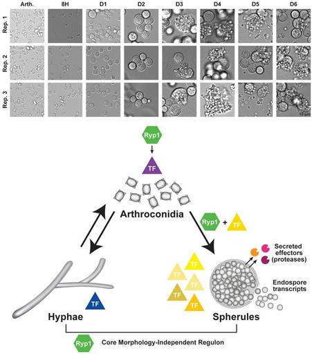 Top: Micrographs of fixed samples from each flask at the time of RNA harvest. Endospore release was first observed on day 3. Bottom: Schematic of Regulation of gene expression in Coccidioides development. The data uncover regulatory modules in Coccidioides development. The majority of Coccidioides transcription factors (TFs), depicted as triangles in the figure, show enhanced expression in spherules compared to hyphae. These TFs, along with RYP1 (green hexagon) and a second regulator whose motif is reported here, guide the expression of endospore-associated transcripts and secreted effectors, including proteases. RYP1 also controls a core regulon, that is, expressed in both spherules and hyphae via a canonical RYP1 motif. Finally, in arthroconidia, RYP1 impacts the transcriptome, but likely through indirect regulation of one or more additional key regulators.