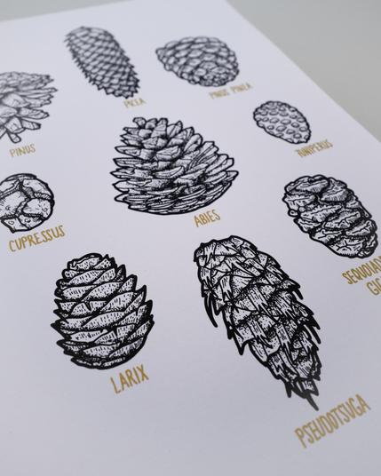 Siebdruck Poster mit verschiedenen stilisierten, gezeichneten Zapfen und deren lateinischem Namen in schwarzen Outlines.