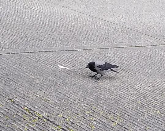 a hooded crow enjoys a cream cracker on a back road.