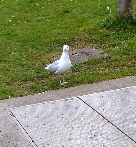 a seagull approaches dropped food.
