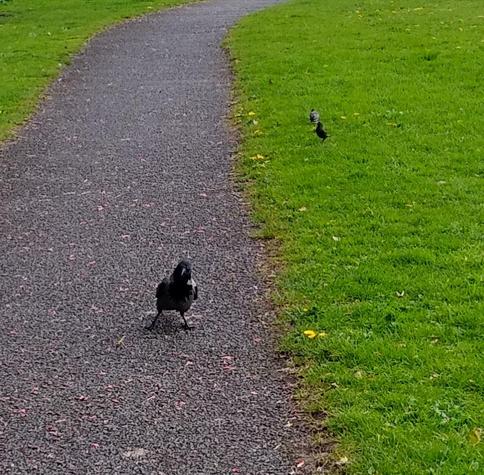 a hooded crow and starling waits for me to move away from dropped food.