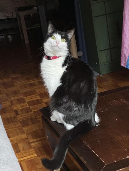 penny standing on a table. her head is turned back towards the camera and her eyes are glinting in the light.