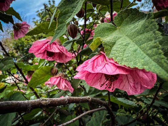 The image features a close-up view of a flowering plant with large, pink, bell-shaped flowers. The flowers have a delicate, crinkled texture and are hanging downward, with prominent stamens in the center. The leaves are broad, green, and have a slightly serrated edge, with visible veins. Some unopened flower buds are also visible, adding to the natural setting. The background is slightly blurred, showing more greenery and a hint of a blue sky, suggesting an outdoor environment. The overall composition highlights the beauty and detail of the flowers and leaves, with a focus on the pink blooms and their intricate structures.

Provided by @altbot, generated privately and locally using Ovis2-8B