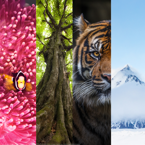 A fish, tree, tiger and mountain