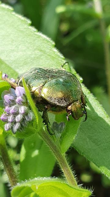 Cétoine dorée