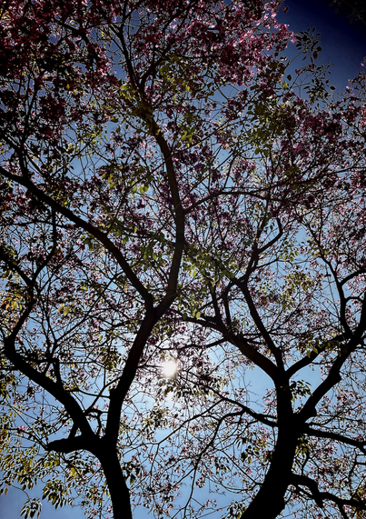 Saturated color high contrast photo of the sun shining through the branches of a tree with pink flowers. Taken with Hipstamatic.