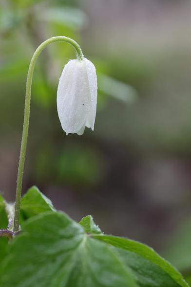 A close up photo of a drooping wood anemone flower on a rainy spring day.