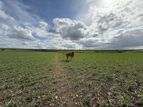 Ted in a huge wide open field under the Ridgeway