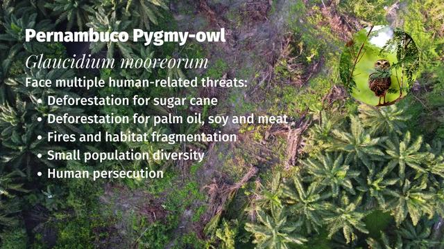 There's only a few dozen Pernambuco Pygmy #owls 🦉🤎who hold on for survival in #Brazil 🇧🇷 from #meat 🥩 #palmoil 🌴 #soy 🥜 and #sugarcane #deforestation  Resist and fight for them! Be #vegan #BoycottPalmOil 🌴🪔🧐🙊⛔️ #Boycott4Wildlife @palmoildetect https://palmoildetectives.com/2021/02/20/pernambuco-pygmy-owl-glaucidium-mooreorum/?utm_source=mastodon&utm_medium=Palm+Oil+Detectives&utm_campaign=publer