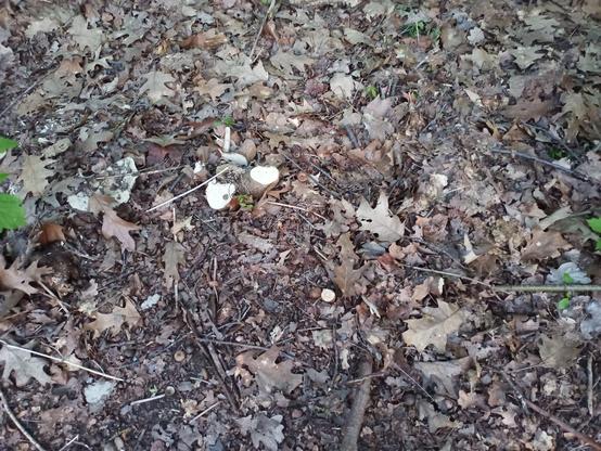 Am Waldboden liegen zahlreiche trockene, braune Blätter, kleine Äste und etwas loses Erdmaterial. In der Mitte befinden sich mehrere abgeschnittene Baumstümpfe. Der Bereich ist teilweise von Moos und kleinen grünen Pflanzen umgeben. Die Szene wirkt natürlich und unberührt.
