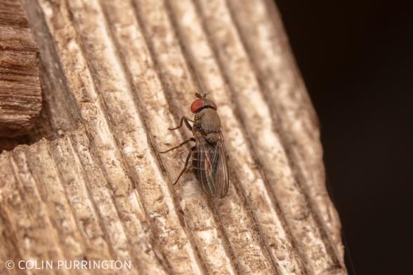 Small fruit fly with banded abdomen and red eyes, resting on the wood frame of my insect hotel.