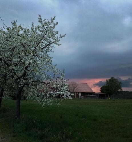 Blick über eine Wiese, an deren Ende eine Scheune steht. Links vorne sind üppig blühende Kirschbäume. Der Himmel ist grau gefärbt mit Abstufungen zu Dunkelgrau und einem orangen Schimmer rund um die Scheune.