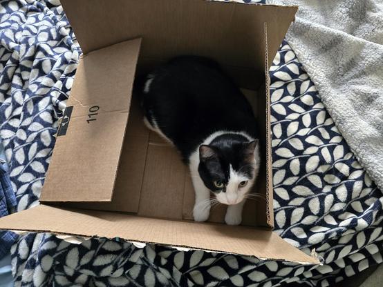 Penguin, a black and white tuxedo cat hanging out in a cardboard box on our bed.