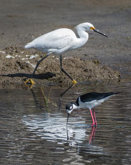 A Snowy Egret, a small-medium all-white water bird with long bill, legs and neck, with yellow feet, and a Black-necjed Stilt, a small water bird with very long pink legs, and long bill - black back and back of the neck and head, and a white underneath and patch behind and above the eye and around the bill.  The Stilt is feeding in the water in the foreground and its bill is almost touching the water where the Egret's reflection is.  The Egret is on the edge of the mud as the tide recedes.