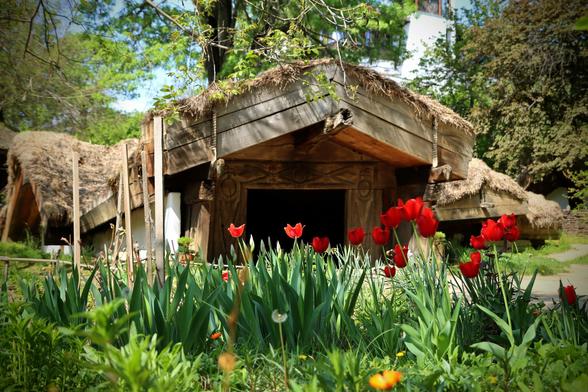 Einige rote Tulpen vor einem Heuschober aus Holz.