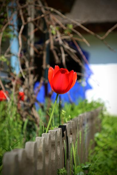 Eine einzelne rote Tulpen an einem Holzzaun. Im Hintergrund eine blaue Tür eines Bauernhauses.