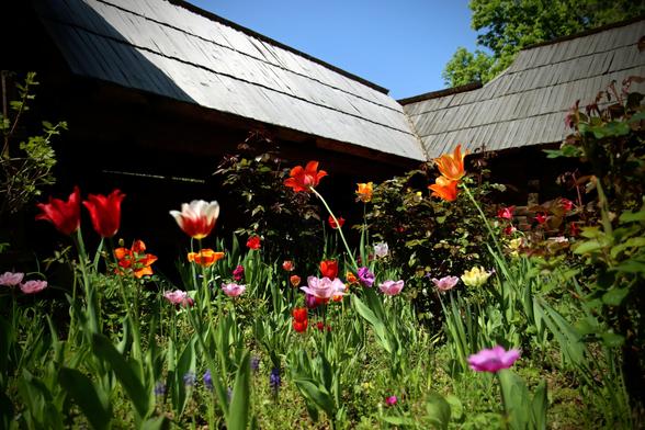 Viele Blumen, auch rote Tulpen. Im Hintergrund zwei Stallgebäude mit ihren Dächern.