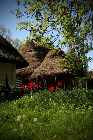 Einige rote Tulpen in einer grünen Wiese. Im Hintergrund Bauernhäuser mit Schilfdächern.