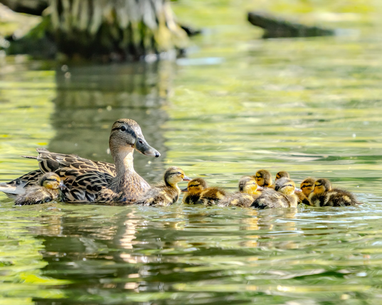 Ducklings with their mother