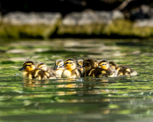 Ducklings