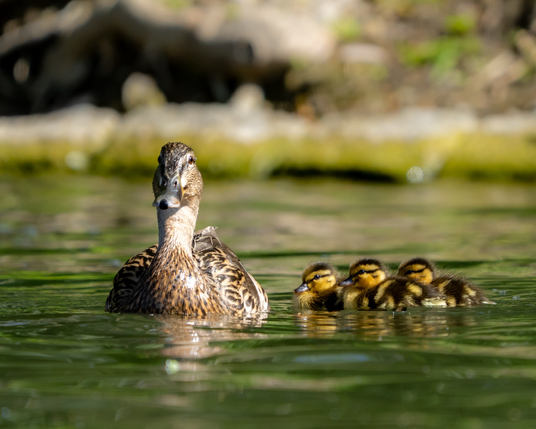 Ducklings with their mother