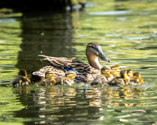 Ducklings with their mother