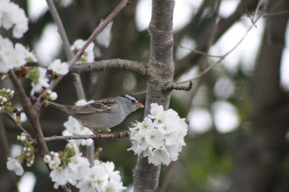 On a cherry tree branch sits a smallish bird that is grey and has some brown on it's wings and some black bars are its' head. In its' orange beak is a small white bit of petals. It is leaning over a cluster of cherry blossoms. Some of which look like pieces of petal have bites in them.