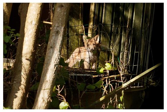 small fox cub standing in front of wooden vertical planks with tree trunks to one side and wire fencing in front.