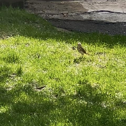 Digitally zoomed photo of the brown and cream bird with spots in the breast standing tall in the edge of the greening lawn.