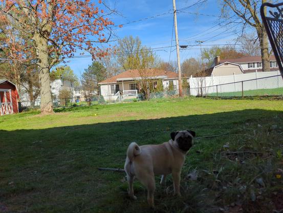 A dog looking back at you from a backyard