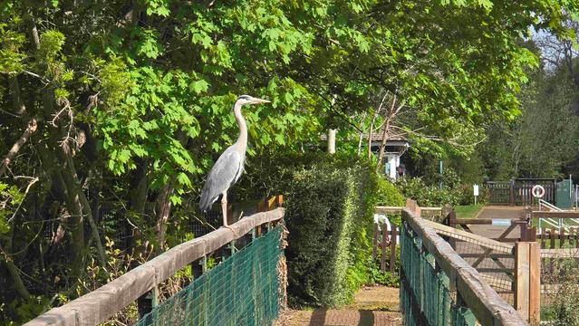 Heron standing on the rail of a bridge