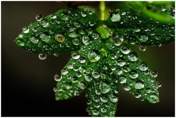leaf covered with water droplets (dew) on a spring morning