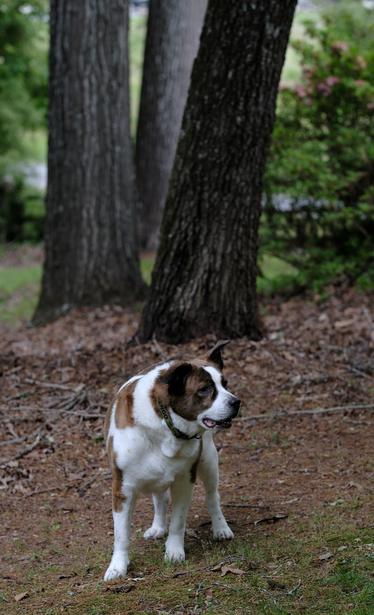 A white and brown dog standing in his yard in front of three thick tree trunks, looking toward the right side of the screen.