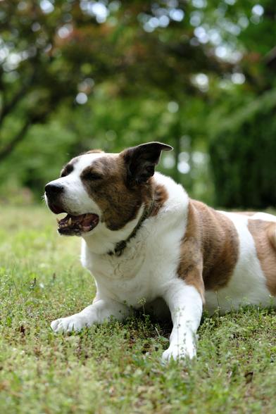 A white and brown dog lying on the ground with weeds, smelling the air with his mouth half open and his left ear perking up