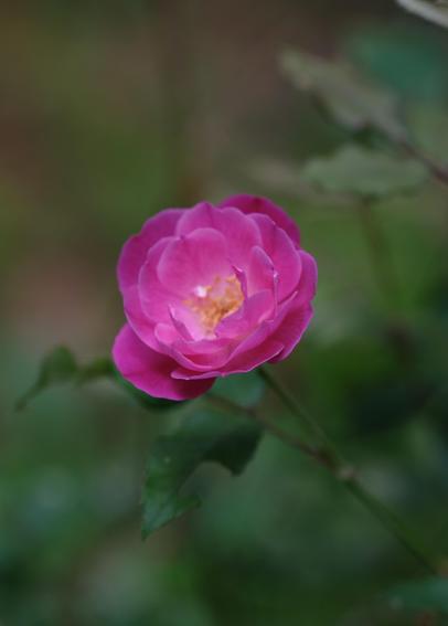 A closeup of a magenta rose