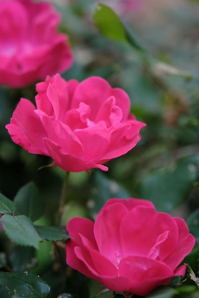 Three bright red roses