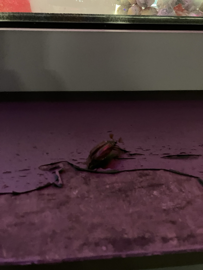 Maikäfer im Dunkeln auf einer Fensterbank.